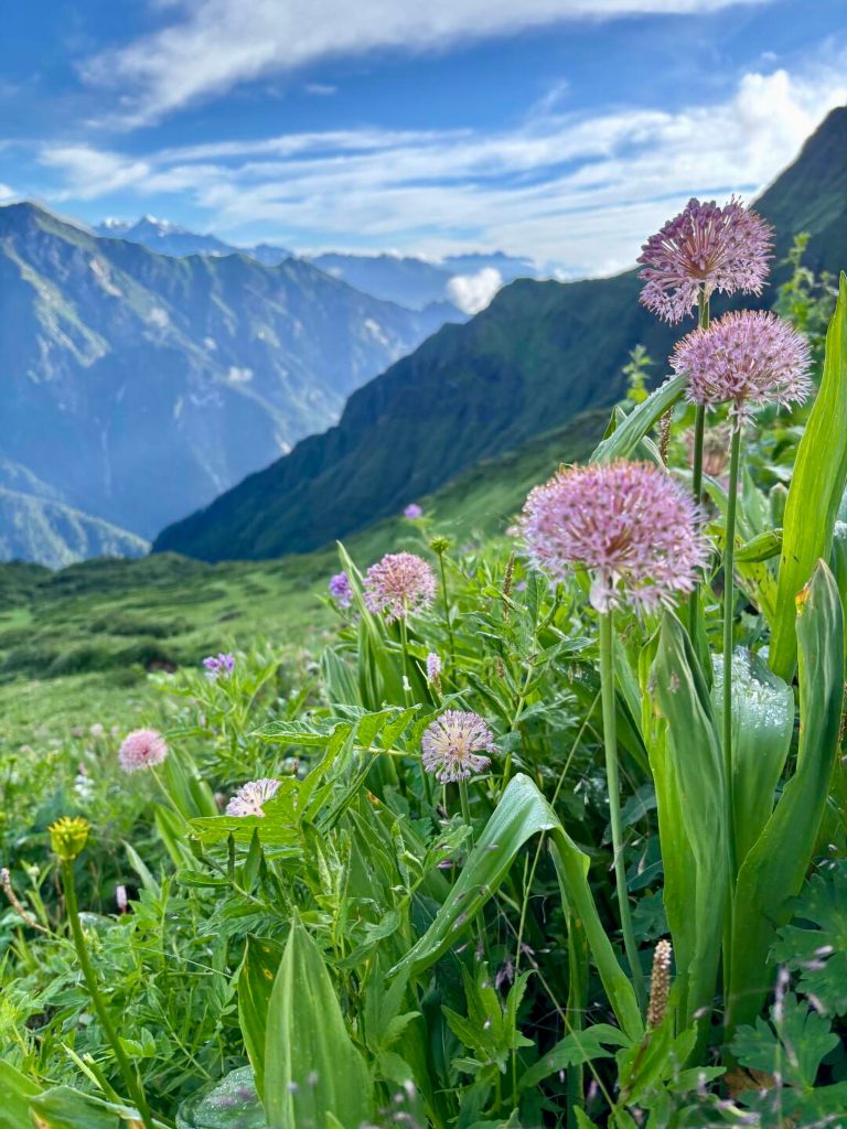 Valley of flowers